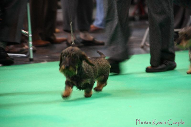 Crufts2011_2 988.jpg